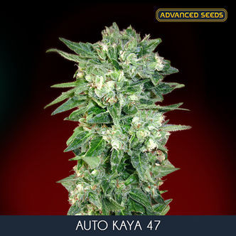 Auto Kaya 47 (Advanced Seeds) feminizadas