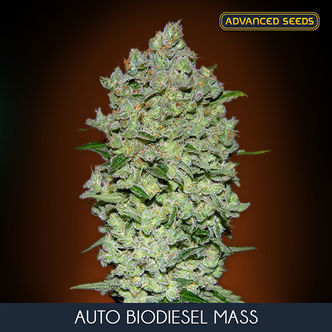 Auto Bio Diesel Mass (Advanced Seeds) feminizada