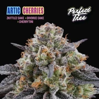 Artic Cherries (Perfect Tree) feminizada