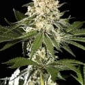 Sunset Sherbet Go Fast (Kannabia) feminizada