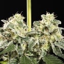 Sunset Sherbet Go Fast (Kannabia) feminizada
