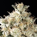 Sunset Sherbet Go Fast (Kannabia) feminizada