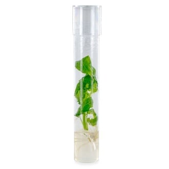 Esqueje De Salvia Divinorum
