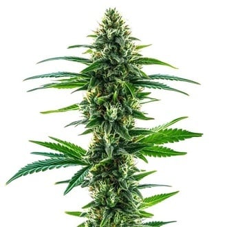 Khalifa Kush (Blimburn Seeds) feminizada