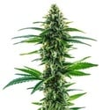 Khalifa Kush (Blimburn Seeds) feminizada