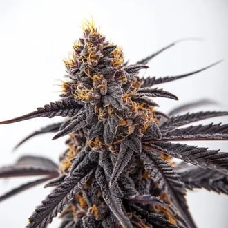 Donny Burger (Blimburn Seeds) feminizada
