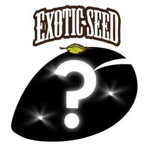 1 semillas feminizadas sorpresa (Exotic Seed)