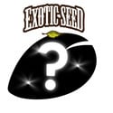 1 semillas feminizadas sorpresa (Exotic Seed)
