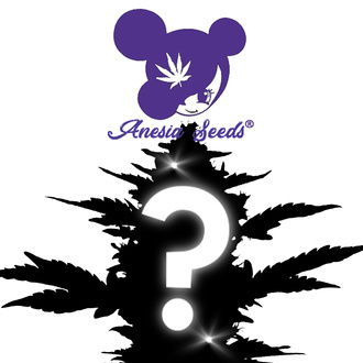 1 semillas feminizadas sorpresa (Anesia Seeds)