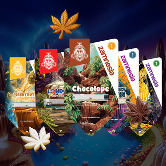 Bundle Sugar Valley Bundle (Zamnesia Seeds) feminizada