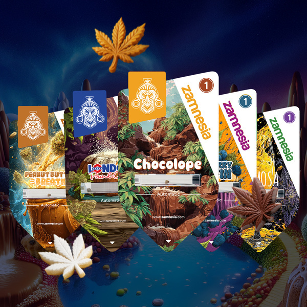 Bundle Sugar Valley Auto (Zamnesia Seeds) feminizada