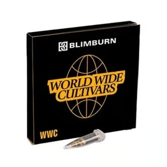 Whitethorn Rose x Ooze Extraction (Blimburn Seeds) feminizada