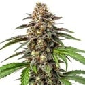 Whitethorn Rose x Ooze Extraction (Blimburn Seeds) feminizada