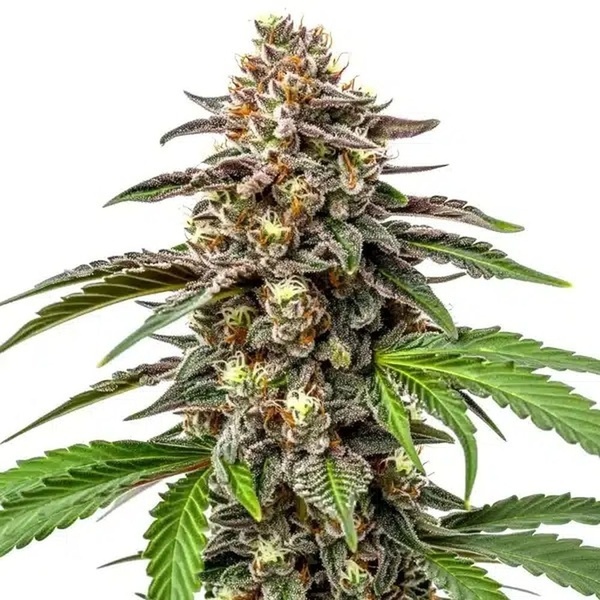 Whitethorn Rose x Ooze Extraction (Blimburn Seeds) feminizada