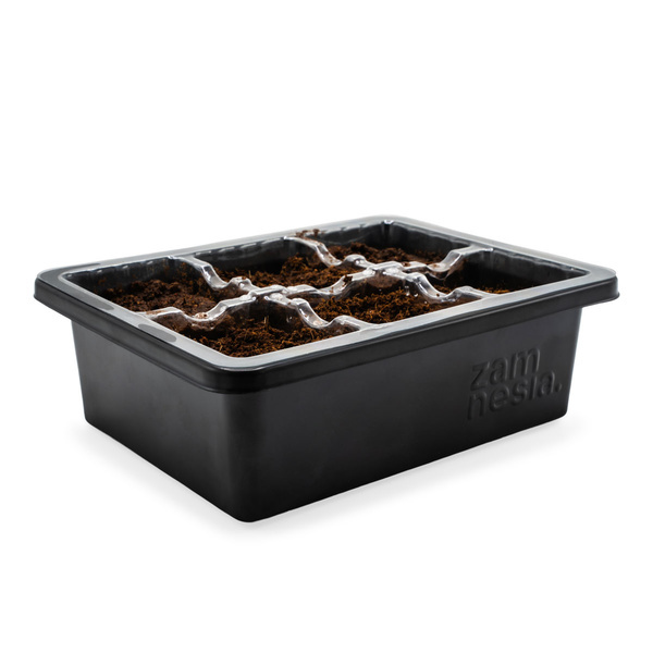 Kit de propagación de semillas (Zamnesia)