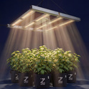 Lámpara LED de cultivo Phytonaut 480 W (Zamnesia)