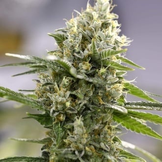 Lemon Haze Auto (Expert Seeds) feminizada Lemon Haze Auto (Expert Seeds) feminizada