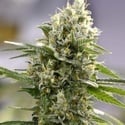 Lemon Haze Auto (Expert Seeds) feminizada
