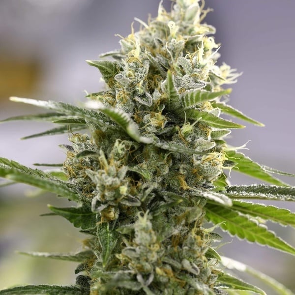 Lemon Haze Auto (Expert Seeds) feminizada
