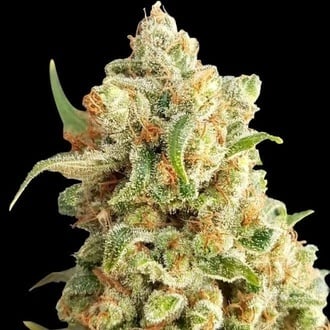 New York Diesel Auto (Expert Seeds) feminizada New York Diesel Auto (Expert Seeds) feminizada