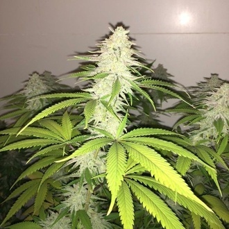 Simple Wedding Cake S1 (Pheno Finder) feminizada