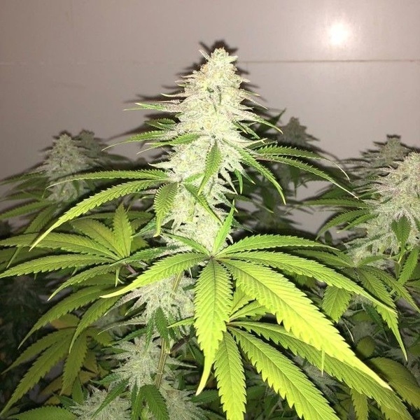 Simple Wedding Cake S1 (Pheno Finder) feminizada
