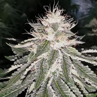 MAC 11 (Pheno Finder) feminizada