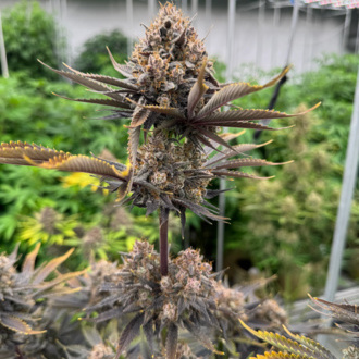 Banana Purple Punch Auto RF3 (FastBuds) feminizada