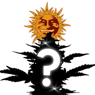 1 semillas feminizadas sorpresa (Barney's Farm)