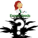1 semillas autoflorecientes sorpresa (Expert Seeds)
