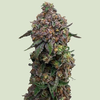 Cosmic Cheddar F1 (Royal Queen Seeds) feminizada