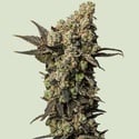 Astro Lemonade F1 (Royal Queen Seeds) feminizada