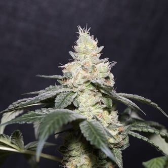 Gary Payton (Vision Seeds) feminized