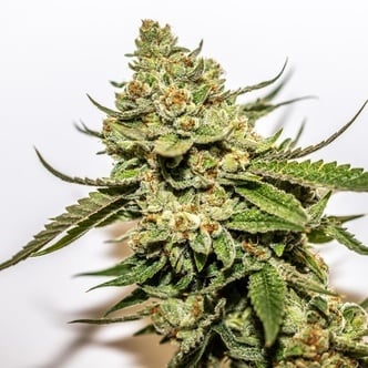 Cereal Milk x OG Kush (Vision Seeds) feminized