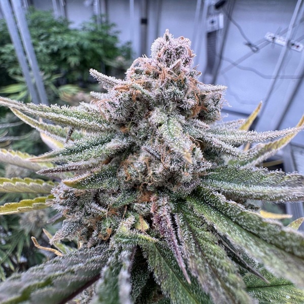 Cherry Cola Auto RF3 (FastBuds) feminizada