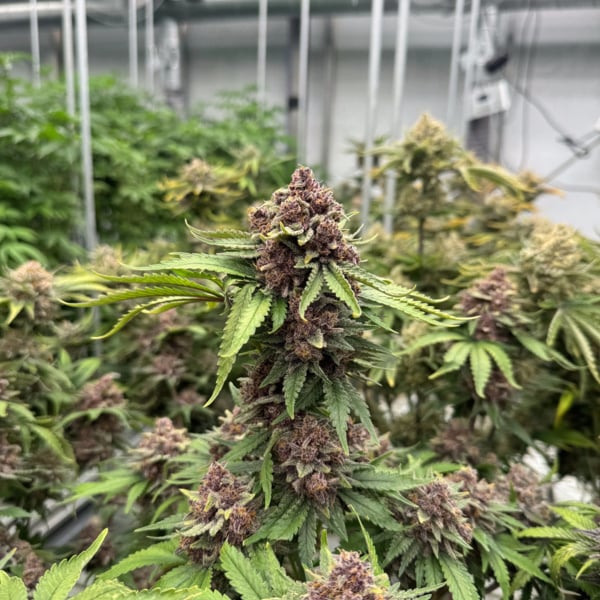 Cherry Cola Auto RF3 (FastBuds) feminizada