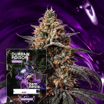 Durban Poison (Zamnesia Seeds) feminizada