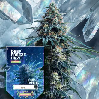Deep Freeze Haze (Zamnesia Seeds) feminizada