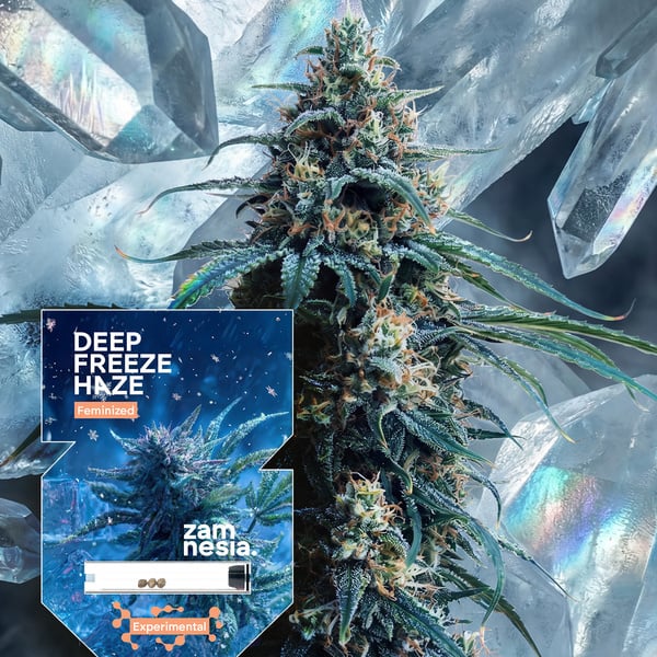 Deep Freeze Haze (Zamnesia Seeds) feminizada