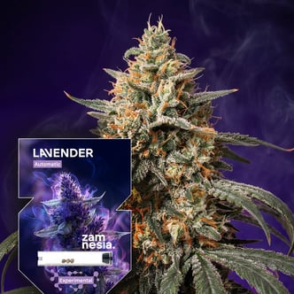 Lavender Auto (Zamnesia Seeds) feminizada