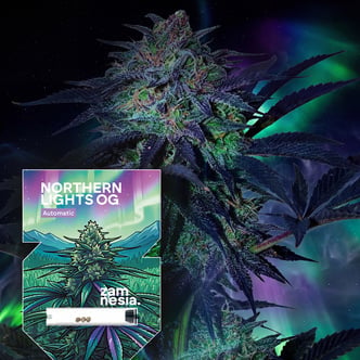 Northern Lights OG Auto (Zamnesia Seeds) feminizada