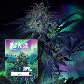 Northern Lights OG Auto (Zamnesia Seeds) feminizada