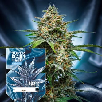 Super Silver Haze Auto (Zamnesia Seeds) feminizada