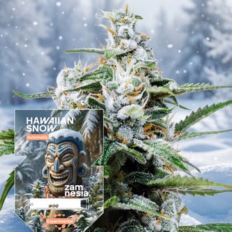 Hawaiian Snow Auto (Zamnesia Seeds) feminizada