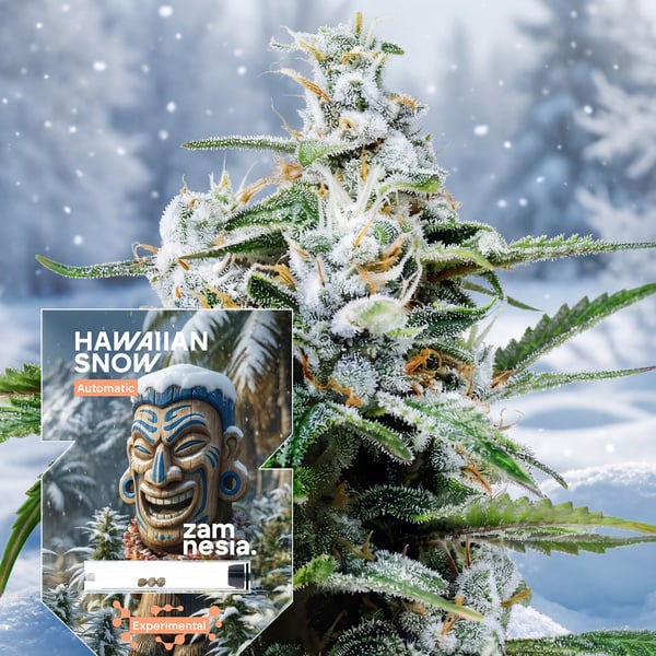 Hawaiian Snow Auto (Zamnesia Seeds) feminizada