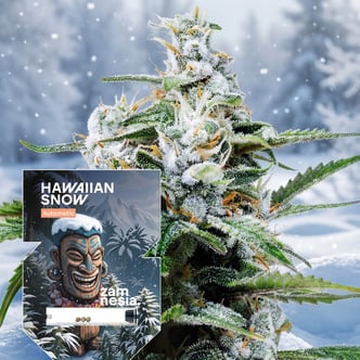 Hawaiian Snow Auto (Zamnesia Seeds) feminizada