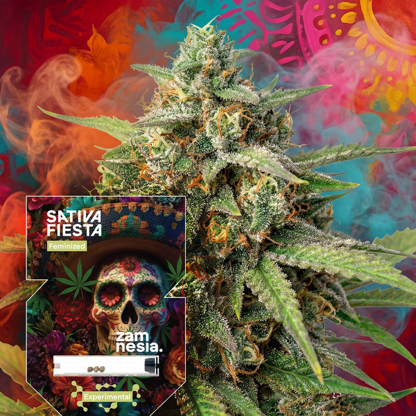 Sativa Fiesta (Zamnesia Seeds) feminizada