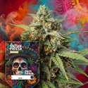 Sativa Fiesta (Zamnesia Seeds) feminizada