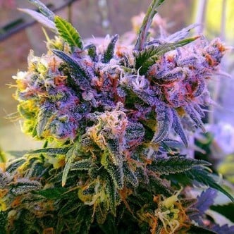 Aurora Indica (Nirvana) feminizada