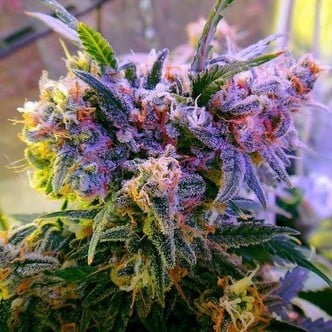 Aurora Indica (Nirvana) feminizada